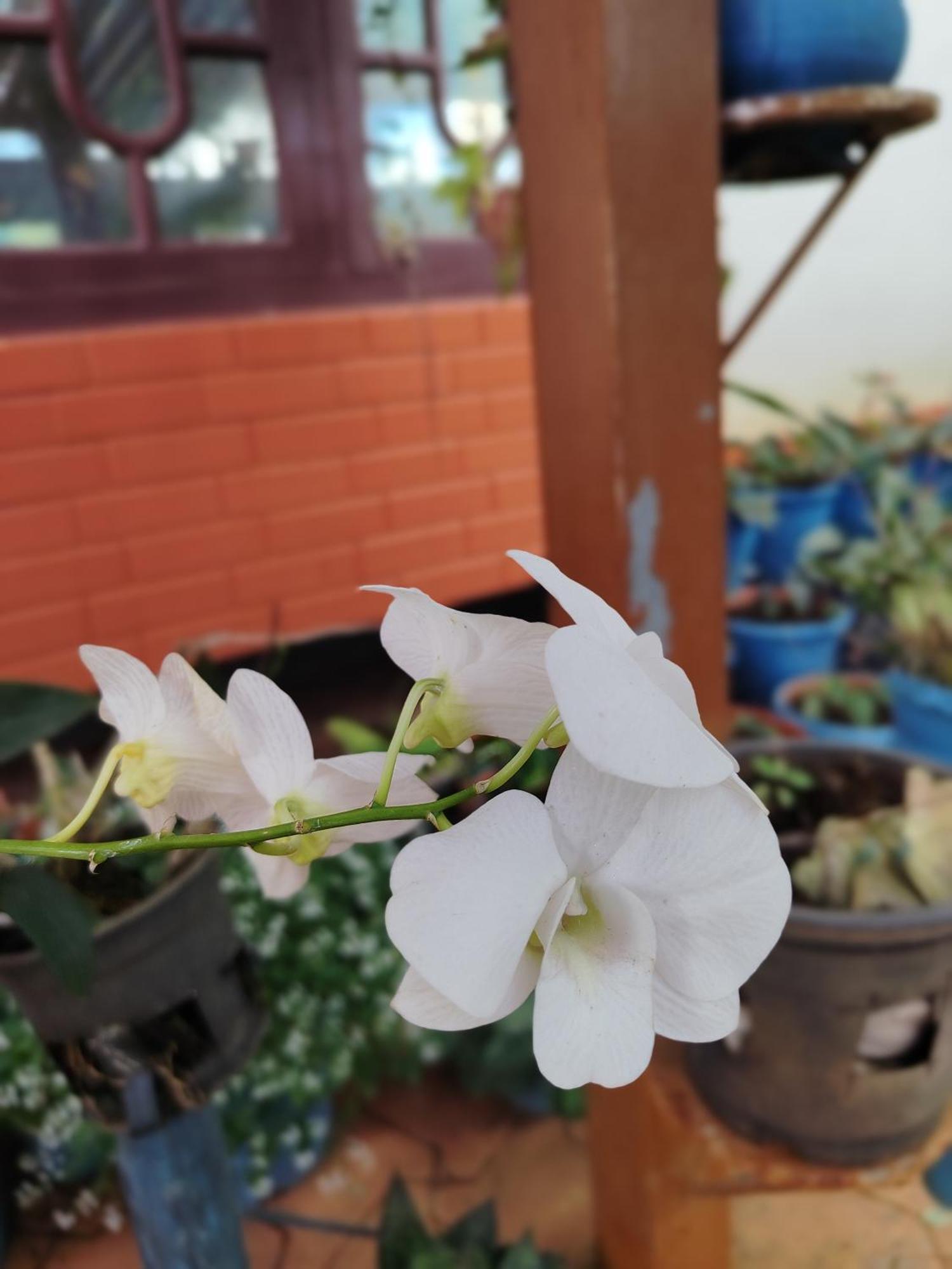 Siddāpur Shivalaya Homestay, Madikeri מראה חיצוני תמונה