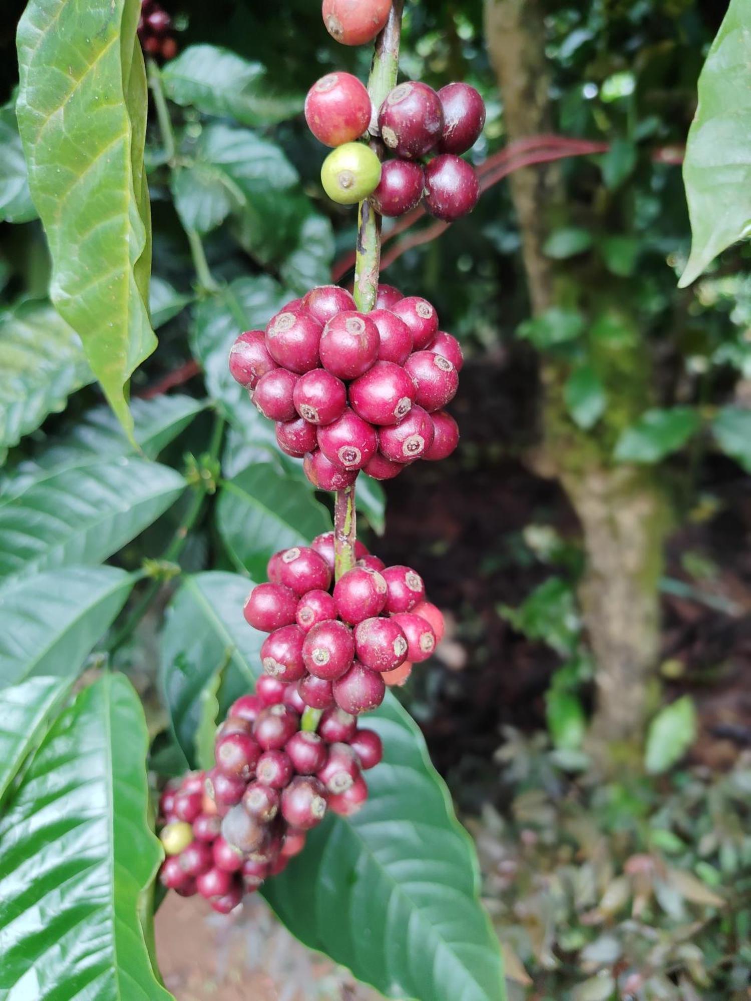 Siddāpur Shivalaya Homestay, Madikeri מראה חיצוני תמונה